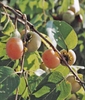 Diospyros virginiana 'Prok'