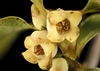 Bell-shaped white flowers with a cone of stamens within.