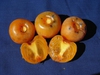 Diospyros virginiana 'Prok'