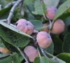 Diospyros virginiana 'Meader'