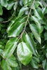 Shoot bearing alternate, ovate leaves with entire margins.