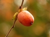 Single fruit, orange with prominent calyx & persistent style.