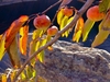 Branches bearing leaves turning orange & reddish orange fruits