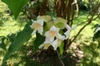 leaves and flowers
