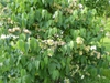 leaves and flowers