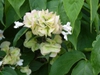 leaves and flowers