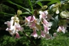 leaves and flowers