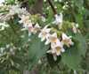 leaves and flowers
