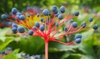 leaves and berries