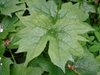 leaves