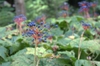 leaves and berries