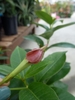 medium pink 5-lobed trumpet shaped flower.