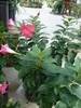 medium pink 5-lobed trumpet shaped flower.