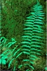 frond. once pinnate.