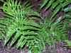 Compound fern leaf with several leaflets