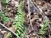 frond. once pinnate.
