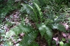 fronds