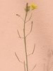 Stem