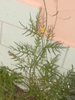 Form
