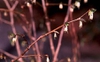 Dirca palustris