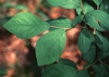Dirca palustris