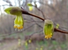 leaves and flowers