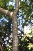 leaves, form and trunk