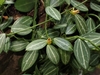 Green leaves with white stripes and small yellowish flowers