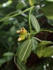 Flower detail of small tubular flower and green striped leaves