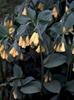 Disporum spp.