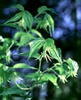 Disporum spp.