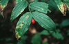 Disporum spp.