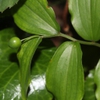 Disporum smilacinum leaves