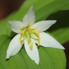 Disporum smilacinum Flower and leaves