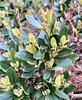 New Spring leaves coppery red
