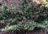 Spring form low growing hedge