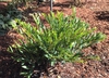 'Cinnamon Girl' form