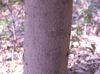 Bark