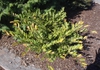 Distylium racemosum
