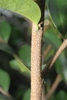Stem