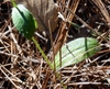 Dittrichia graveolens