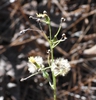 Dittrichia graveolens