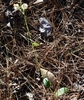 Dittrichia graveolens