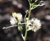 Dittrichia graveolens