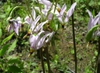 leaves and flowers