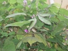 leaves and flowers