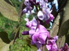 leaves and flowers