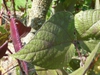 leaves and stems