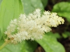 Smilacina racemosa