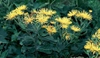 Doronicum spp.